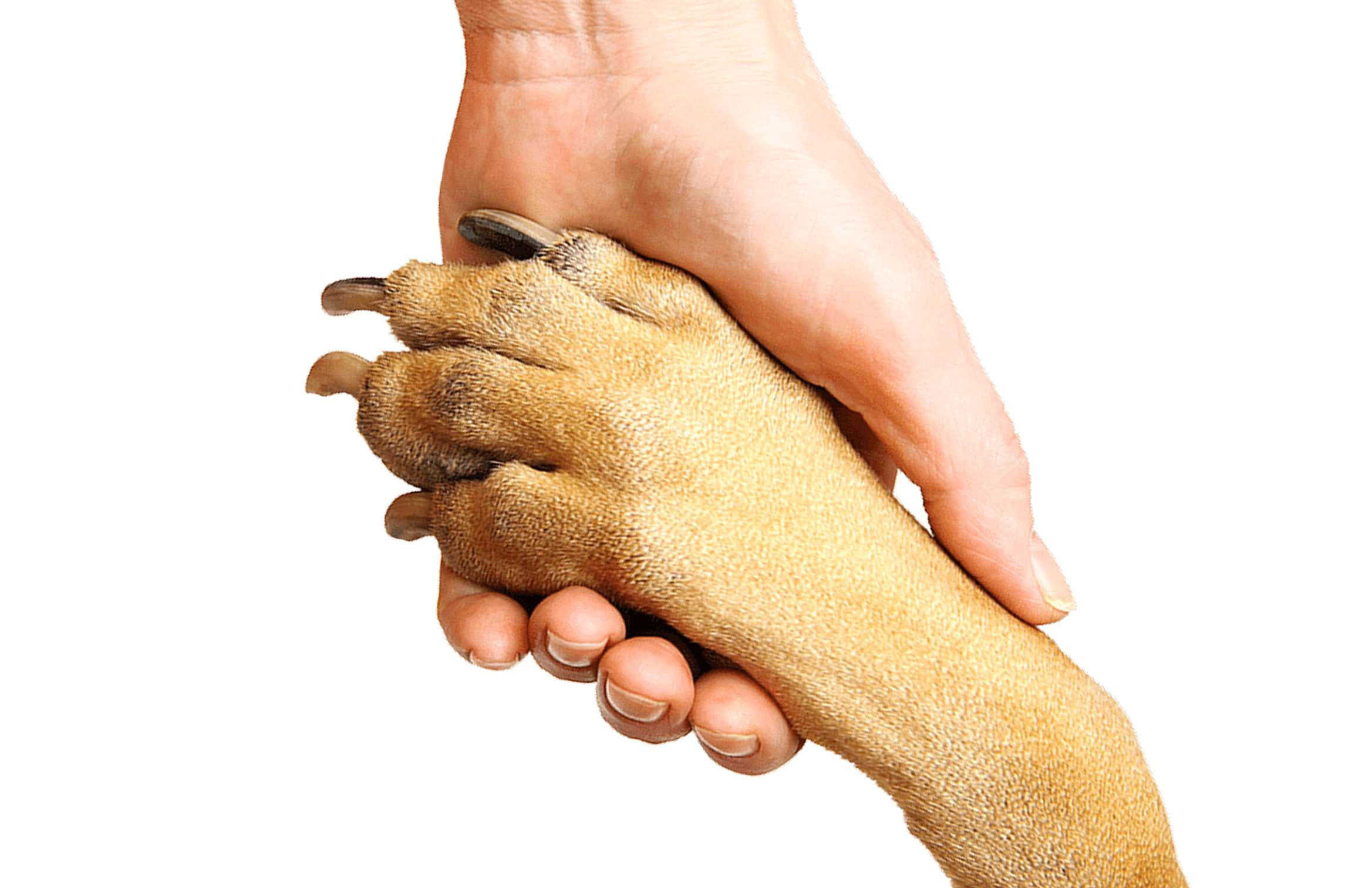 Adoption - hand holding paw